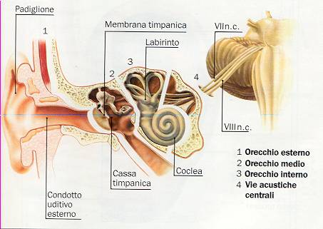 anatomia apparato uditivo