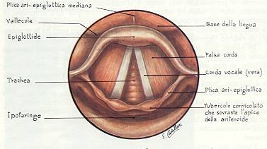 anatomia laringe